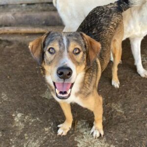 LUP (♂) - ausgereist zum TH Iserlohn (AL)