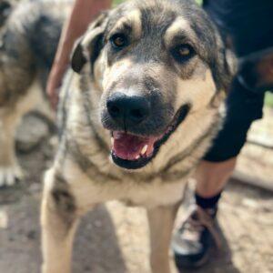 BUBBA (♂)  - vermittelt MH