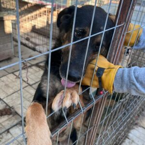 CAIO (♂) - vermittelt MH