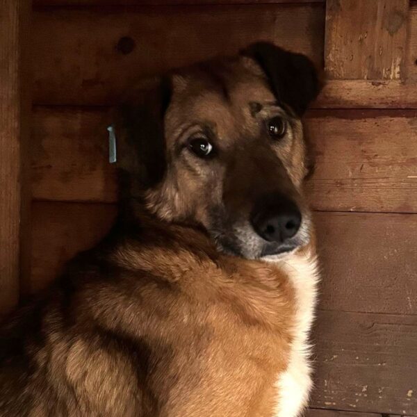 HELIOS (♂) – Bild 2