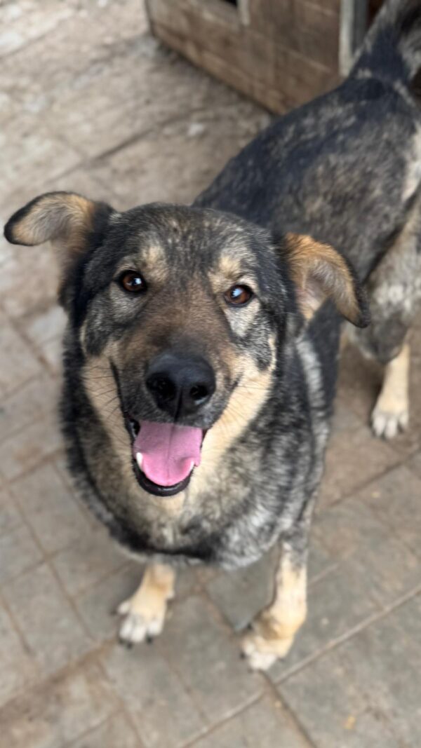 DUNCAN (♂) – Bild 3