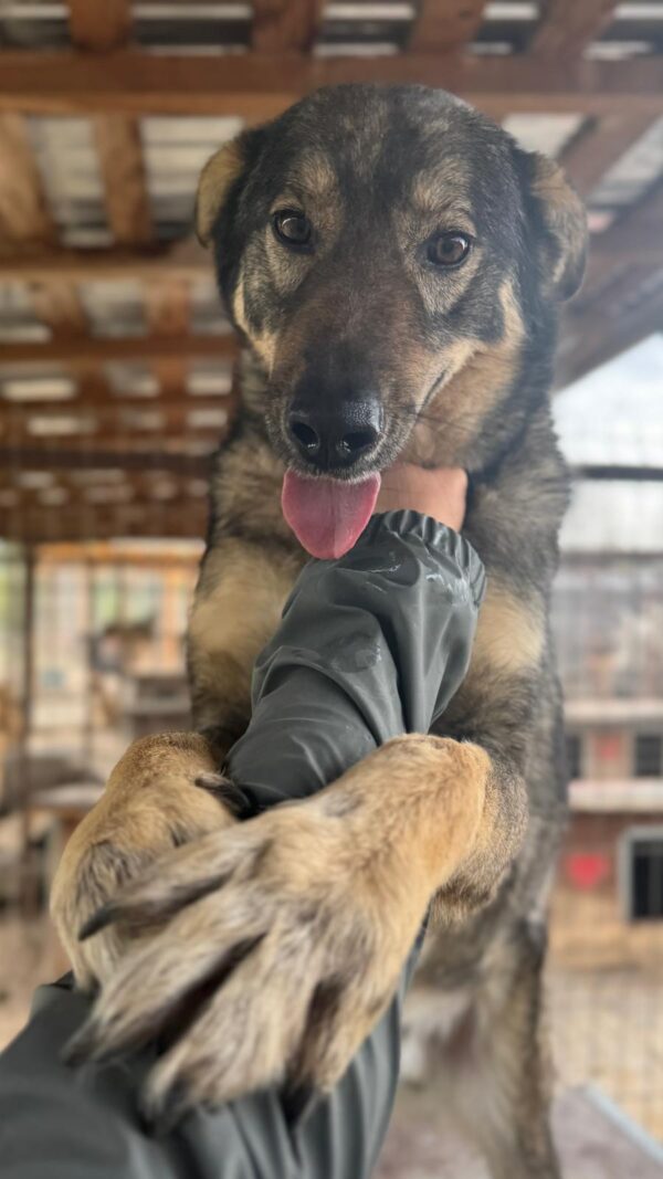 DUNCAN (♂) – Bild 4