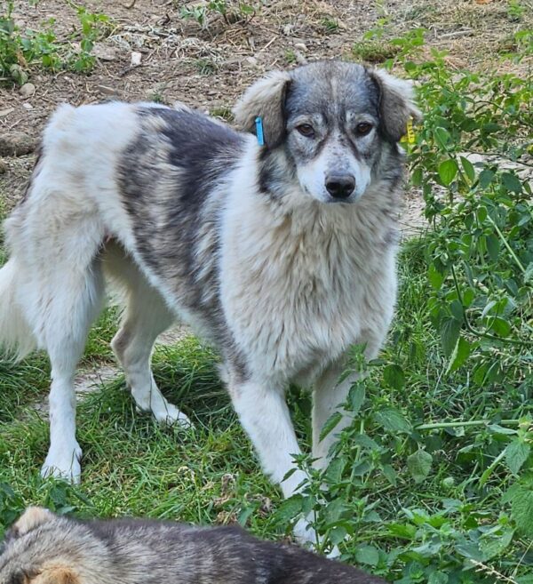 LUZZIE (♀) – Bild 3