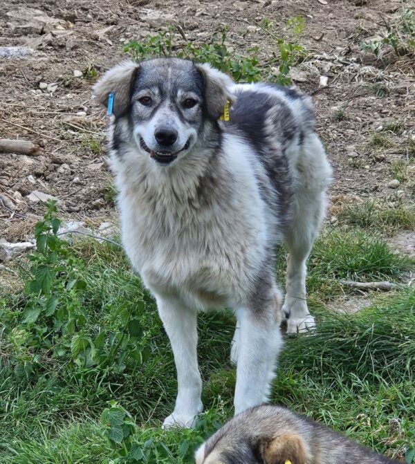 LUZZIE (♀) – Bild 2