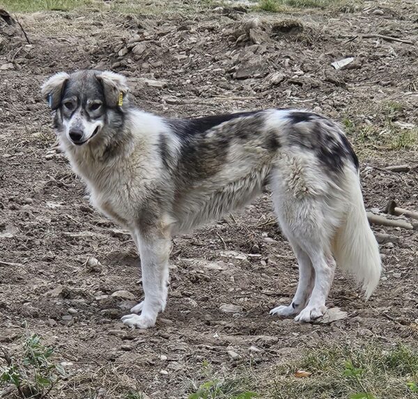 LUZZIE (♀) – Bild 5