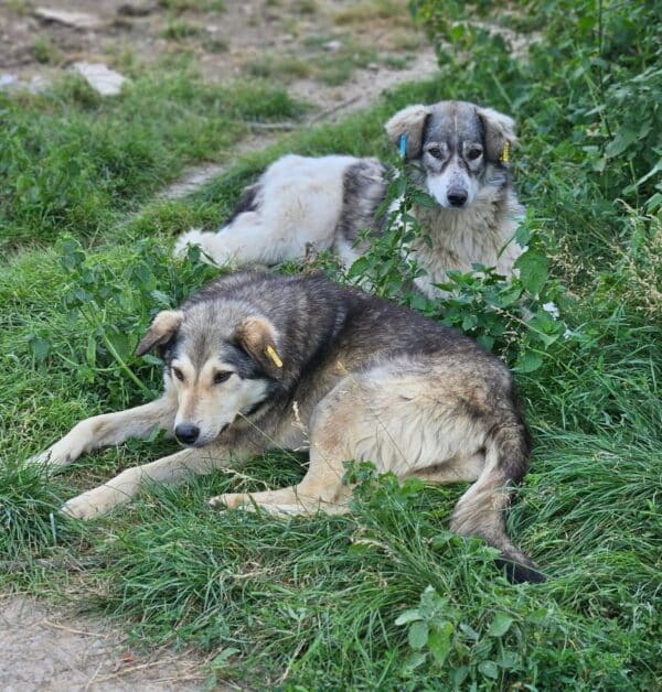LUZZIE (♀) – Bild 8