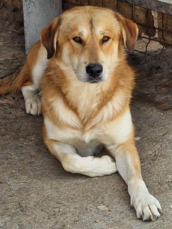 MAXIE (♂) – Bild 2