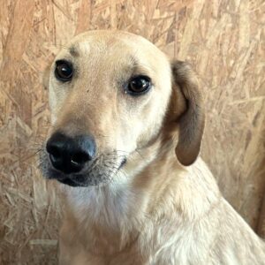 ENIE (♀) - seit 2022 im Shelter