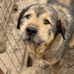 KADIM (♂) - Geschwür im Maul