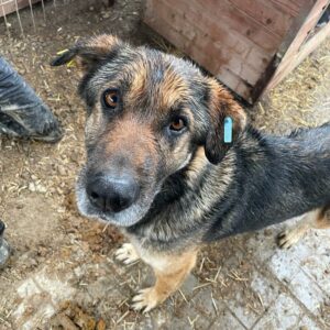 ALBERT - vermittelt Manuela