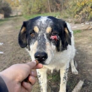 THURE (♂) - NOTFALL schlimme Augenverletzung (11/25) - seit mind. 2022 im Shelter