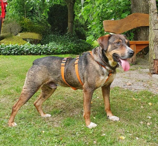 Lilus in 34474 Diemelstadt * vermittelt * – Bild 8