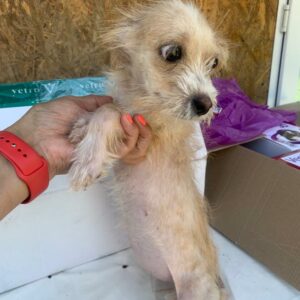 PITY - reserviert THL (01.06.) - vermittelt