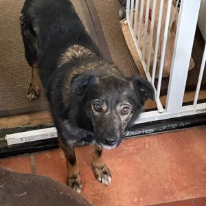 Inge (Ella) in 38875 Stadt Oberharz am Brocken, OT Sorge *vermittelt*