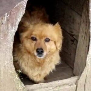 CHARLEEN - reserviert IH DR 23.11. - vermittelt