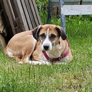 Frenzi in 15345 Altlandsberg OT Gielsdorf *vermittelt*