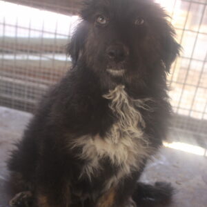 KENJI - auf Pflegestelle in PLZ 2 - vermittelt