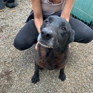 BANATUL - Notfall - dringend Rolli-Platz gesucht - reserviert IH DR 21.11. - vermittelt