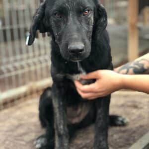 MIRI - auf Pflegestelle in PLZ 2 - vermittelt