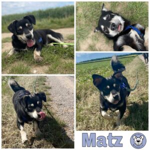 Matz in 53909 Zülpich *vermittelt*