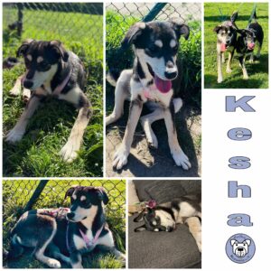 Kesha in 53909 Zülpich *vermittelt*