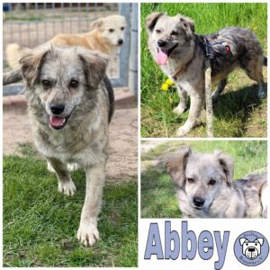 Abbey in 18311 Ribnitz Damgarten *vermittelt*