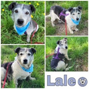 Lale in 18312 Ribnitz-Damgarten *vermittelt*