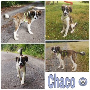 Chaco in 39418 Staßfurt