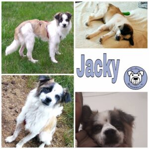 Jacky in 85077 Manching *vermittelt*