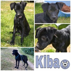 Kiba in 18311 Ribnitz Damgarten *vermittelt*