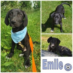 Emile in 18311 Ribnitz Damgarten *vermittelt*