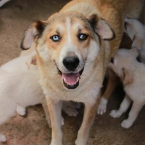 ASTELA - auf Pflegestelle in PLZ 6 *vermittelt*