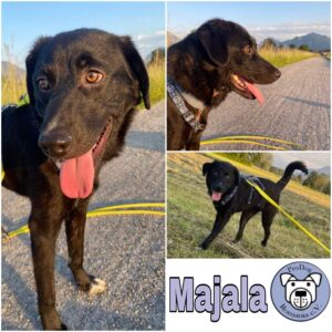 Majala in 83064 Raubling *vermittelt*