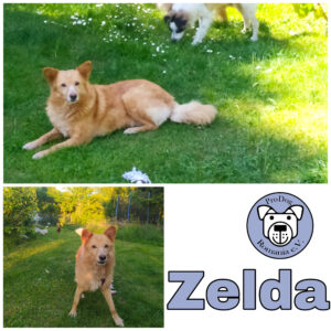 Zelda in 85077 Manching *vermittelt*