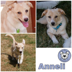 Anneli in 21493 Möhnsen ***vermittelt***