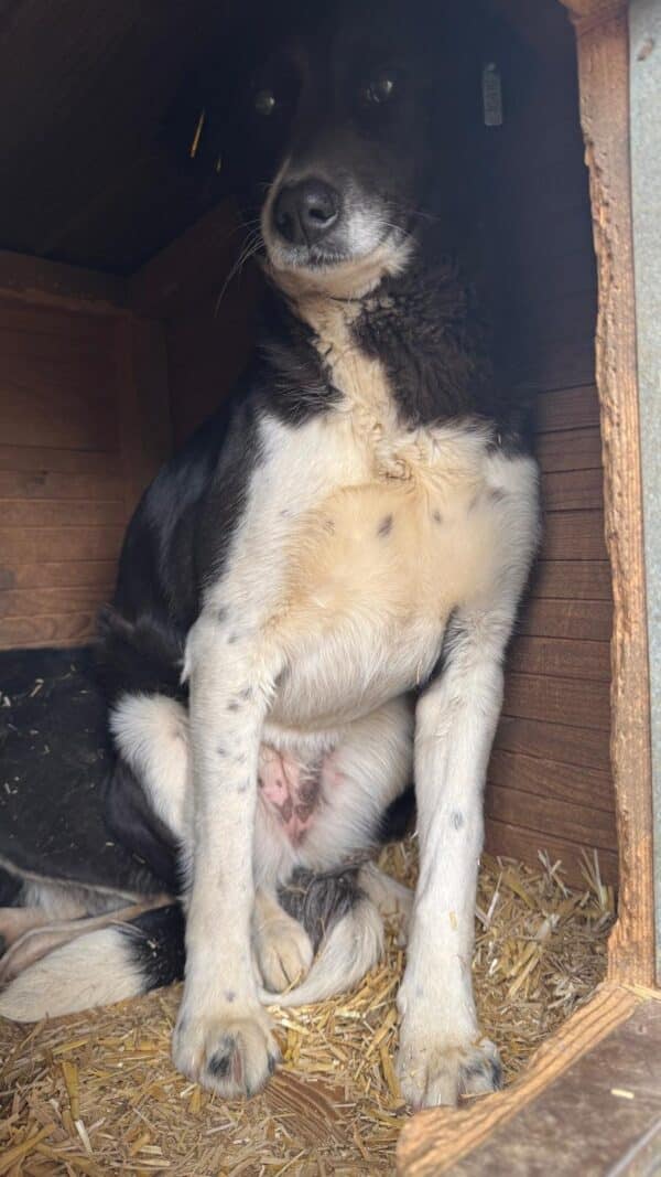 NESSY (♀) – Bild 4