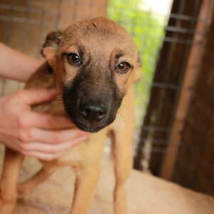 NIVES - reserviert JW vermittelt