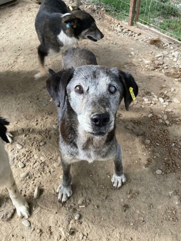 ODIE - linkes Auge blind - auf Gnadenplatz-PS in PLZ 5 ausgereist