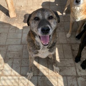 KASIMIR - reserviert TH Iserlohn 27.09 vermittelt