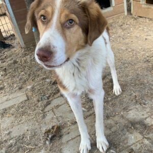 ANJOE - vermisst 11/24