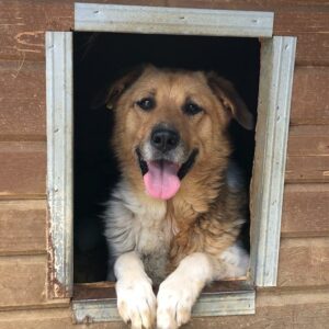 CLIFF (♂) - vermisst 04/24