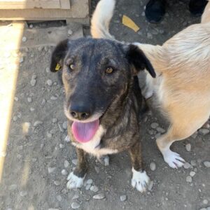 FAJA - ausgereist zur Tierhilfe Lebenswert