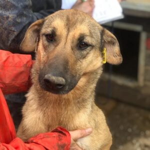 KIONA - auf PDR PS im PLZ Bezirk 78 - vermittelt