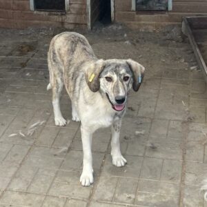 LIENNE (♀) - vermisst 04/24