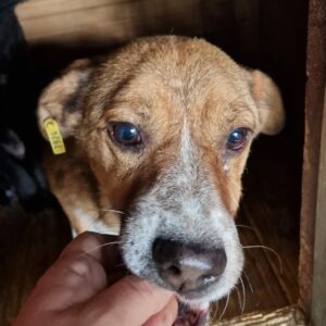 MÄXI - reserviert für Tierhilfe Lebenswert vermittelt