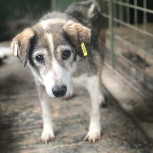 ERNA - auf Pflegestelle in PLZ 8 - vermittelt