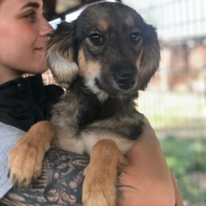 EBBY - auf Pflegestelle in PLZ 3 *vermittelt*