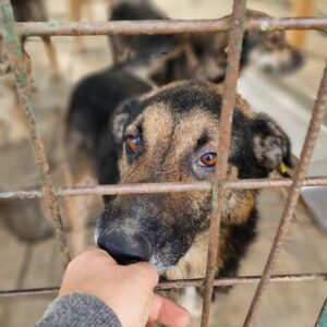 HANNIBAL - Notfall - Mobbingopfer - MfTL / CP - vermittelt