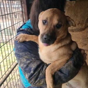 ANDREY - reserviert für Tierhilfe Lebenswert - vermittelt