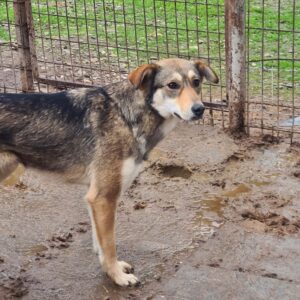 CHILLI - vermisst 11/24